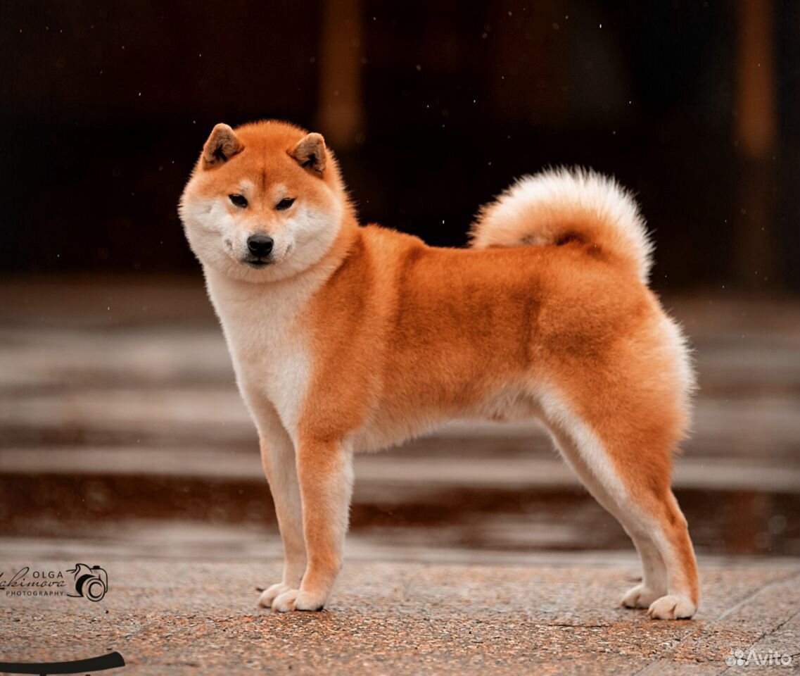 Японские породы собак Шиба ину