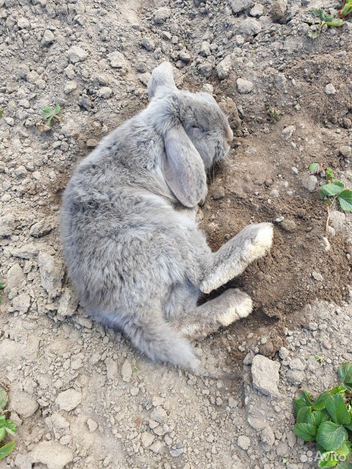 Продаётся кролик, порода "французский баран" купить на Зозу.ру - фотография № 3