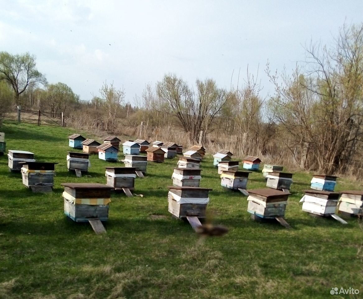 Продаются пчелосемьи купить на Зозу.ру - фотография № 4