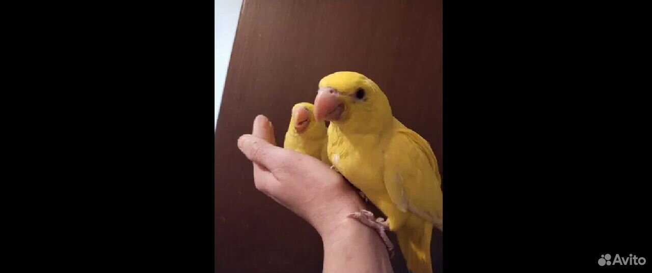 Ожереловый попугай жёлтый купить на Зозу.ру - фотография № 1