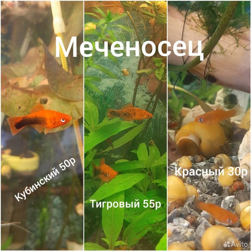 Аквариумные рыбки купить на Зозу.ру - фотография № 6