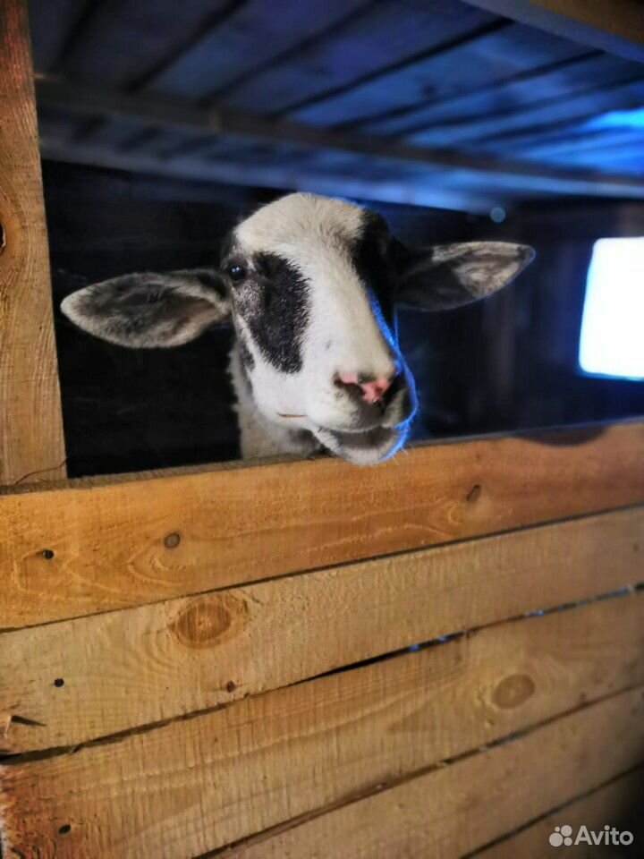 Овца с ягнятами купить на Зозу.ру - фотография № 3