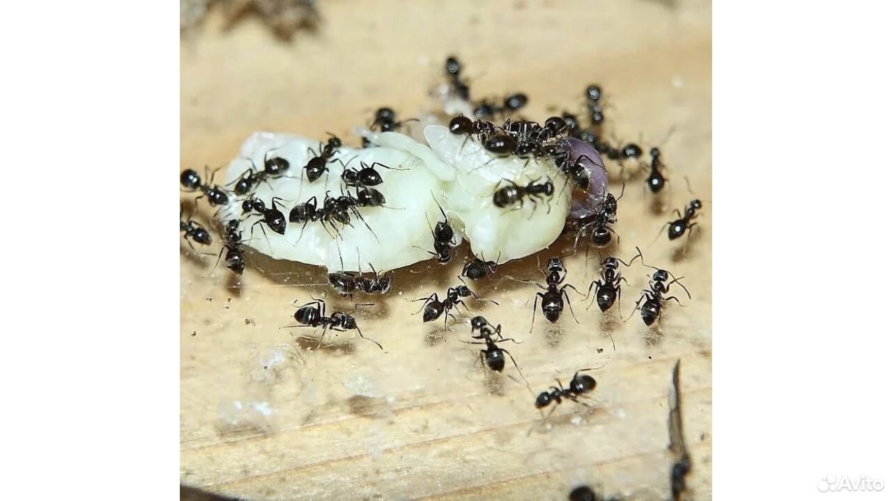 Матка муравья. Королева муравьёв. Lasius Niger Муравейник. Муравьи царица.