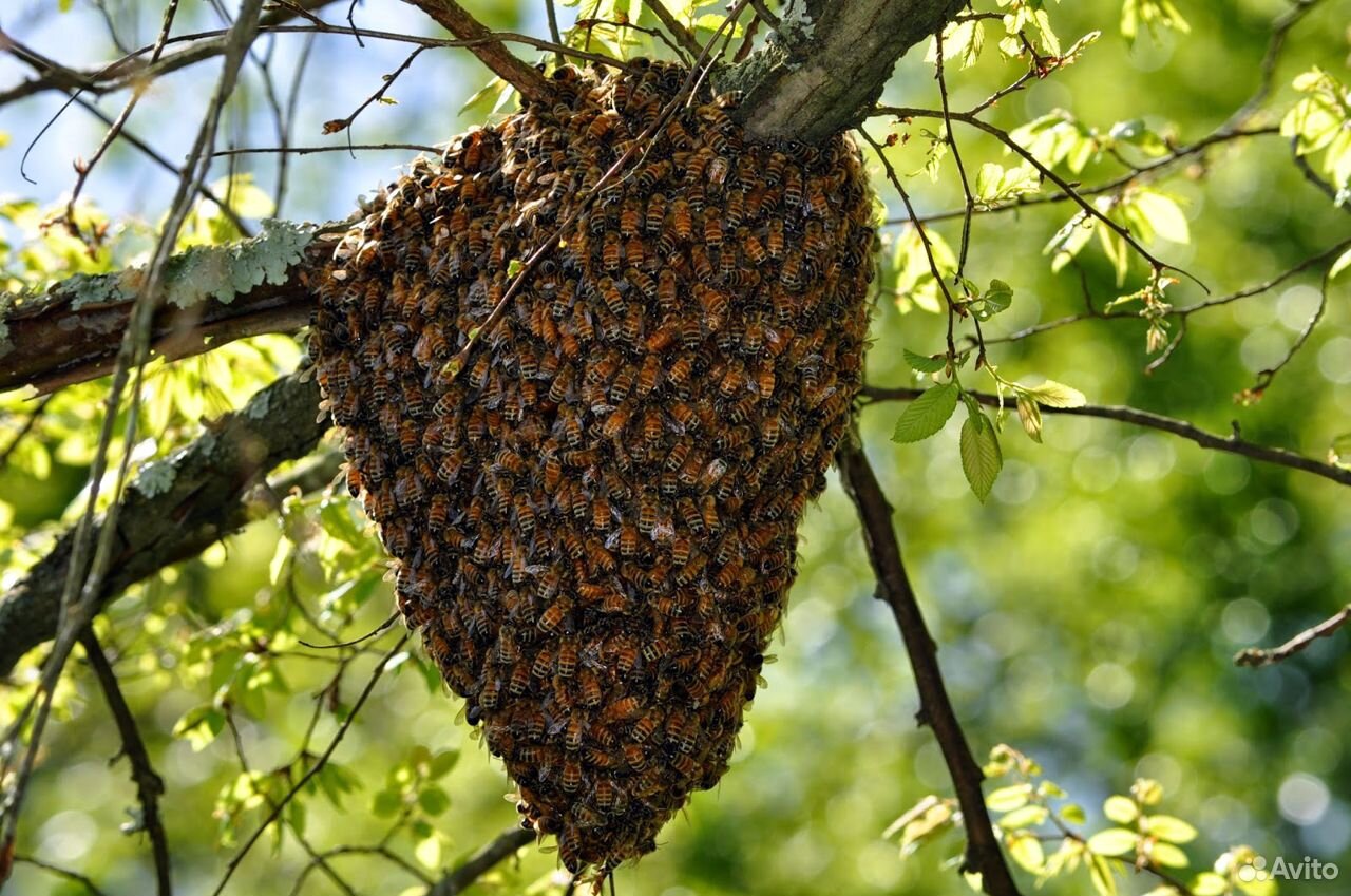 Избавлю от роя пчёл купить на Зозу.ру - фотография № 1