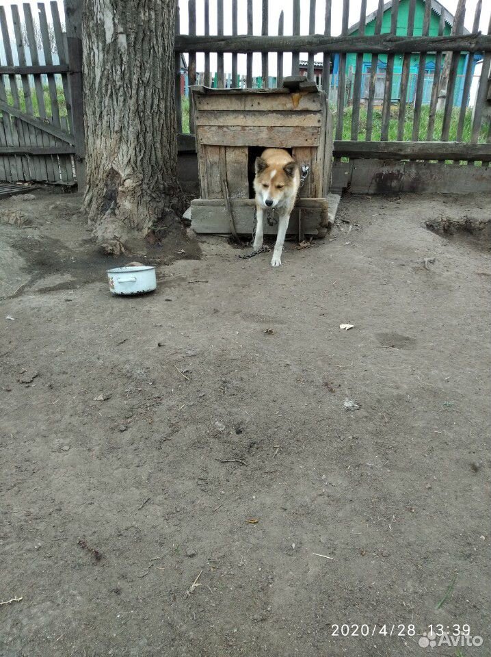 Злая собака купить на Зозу.ру - фотография № 3