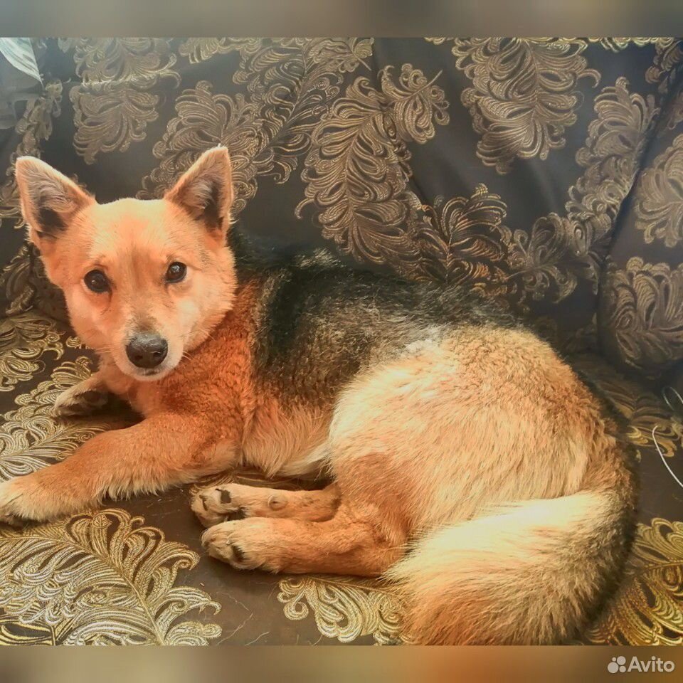 Найдена собака купить на Зозу.ру - фотография № 1
