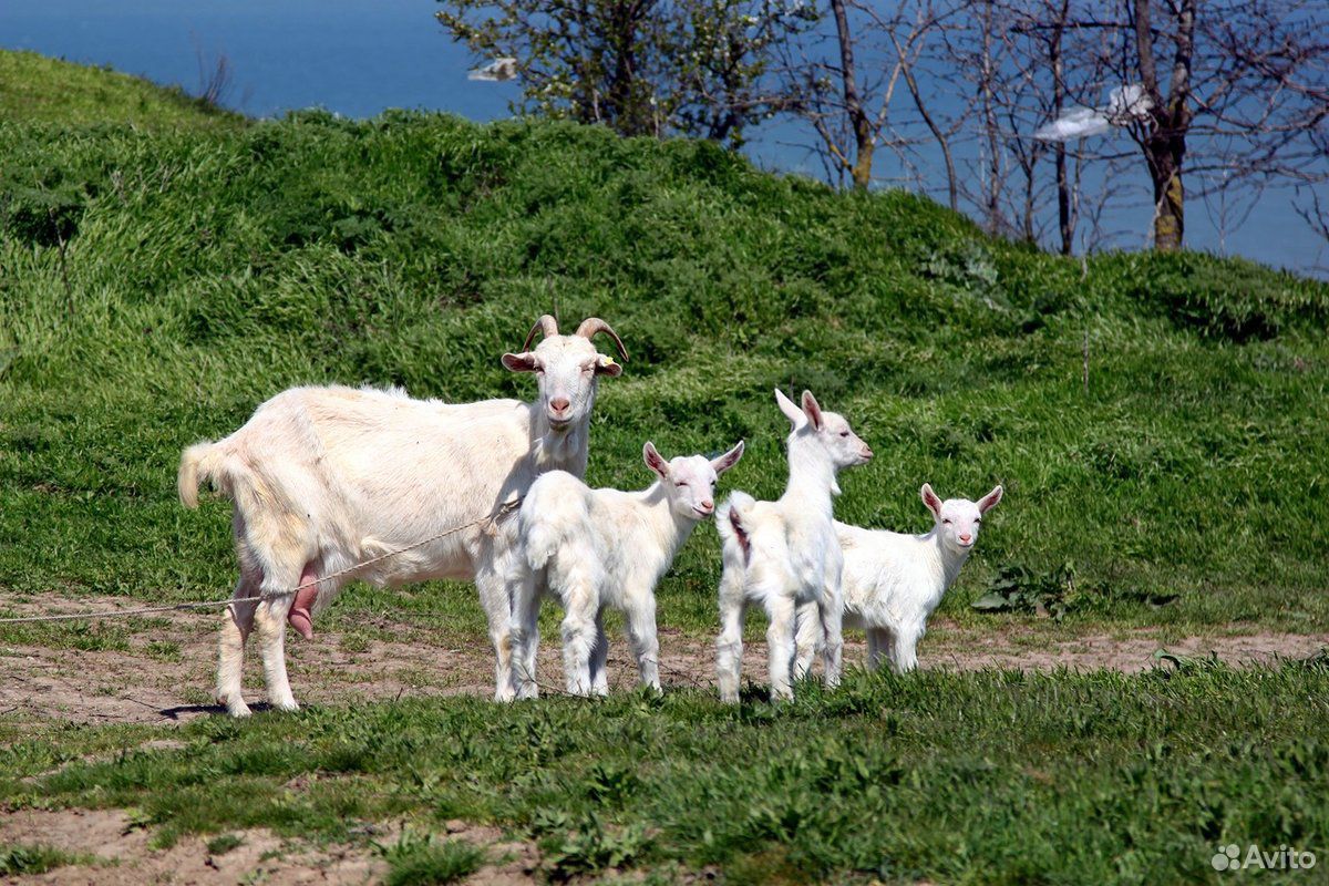 Козы с козлятами купить на Зозу.ру - фотография № 1