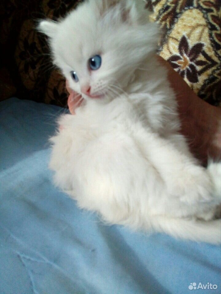 Котик белый, с голубыми глазками. Очень красивый купить на Зозу.ру - фотография № 2