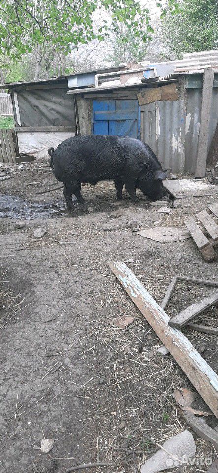 Хряк и свинки купить на Зозу.ру - фотография № 4