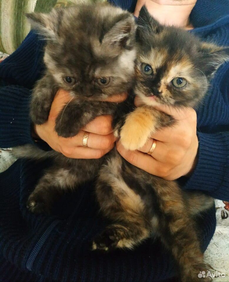 Персидские котята купить на Зозу.ру - фотография № 3
