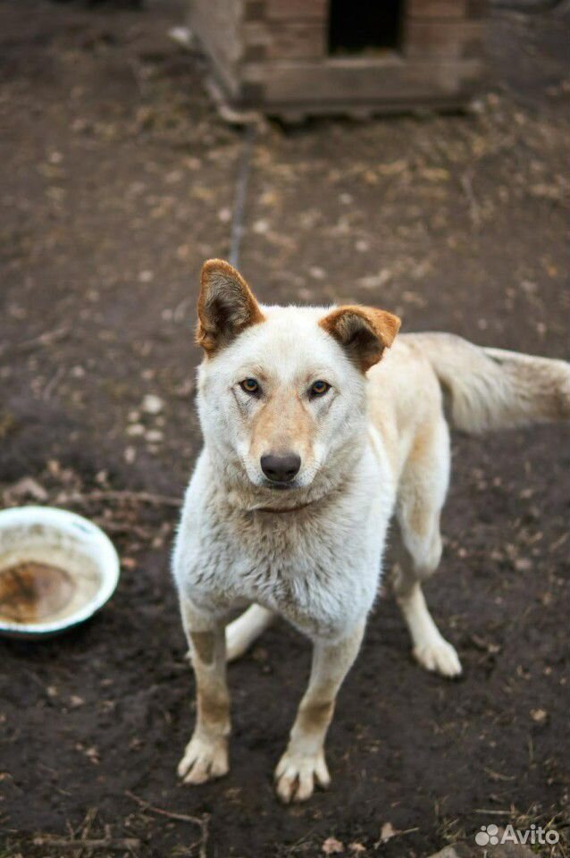 Собака Марта ищет дом купить на Зозу.ру - фотография № 1