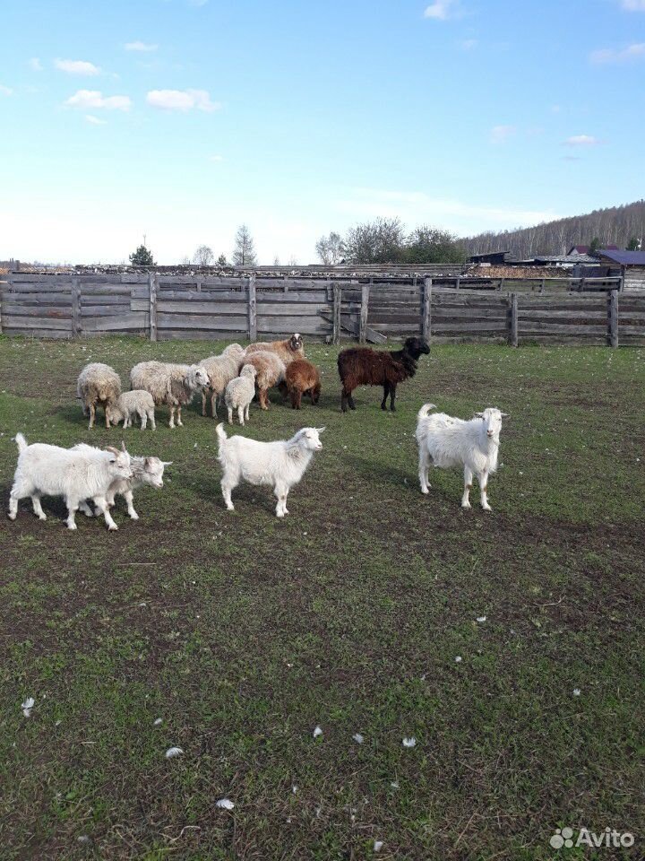 Продам овец и коз купить на Зозу.ру - фотография № 1