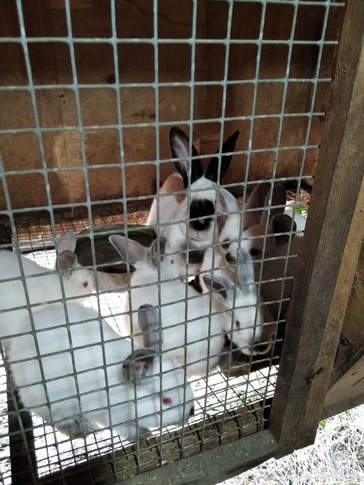 Калифорнийские кролики купить на Зозу.ру - фотография № 1