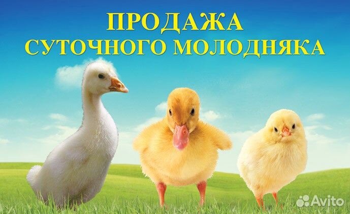 Привезу суточную птицу купить на Зозу.ру - фотография № 1