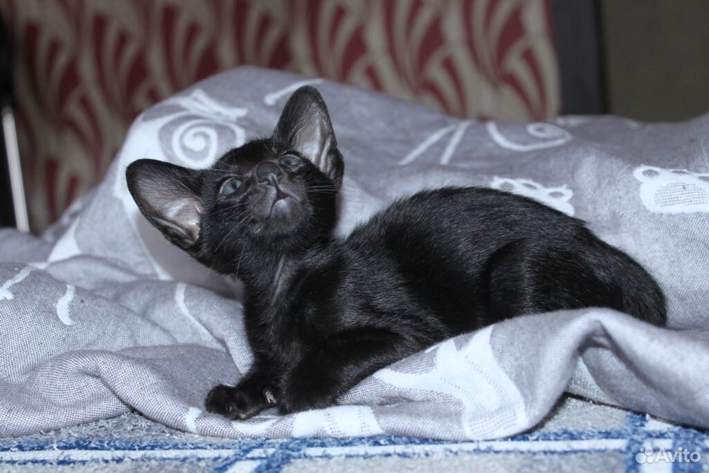 Мини-пантера черный ориентальный котенок купить на Зозу.ру - фотография № 4