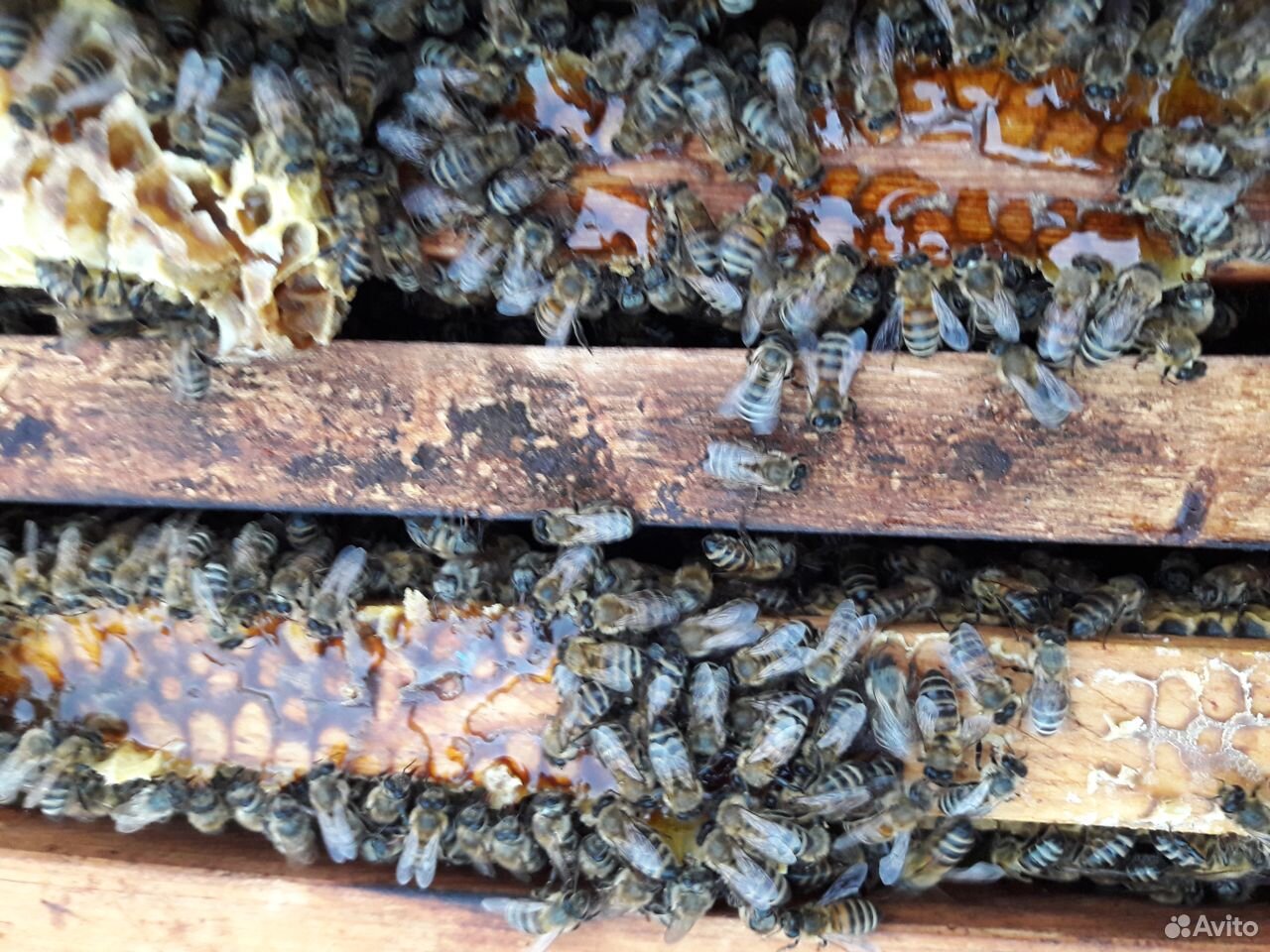 Пчелосемьи и пчелопакеты купить на Зозу.ру - фотография № 1