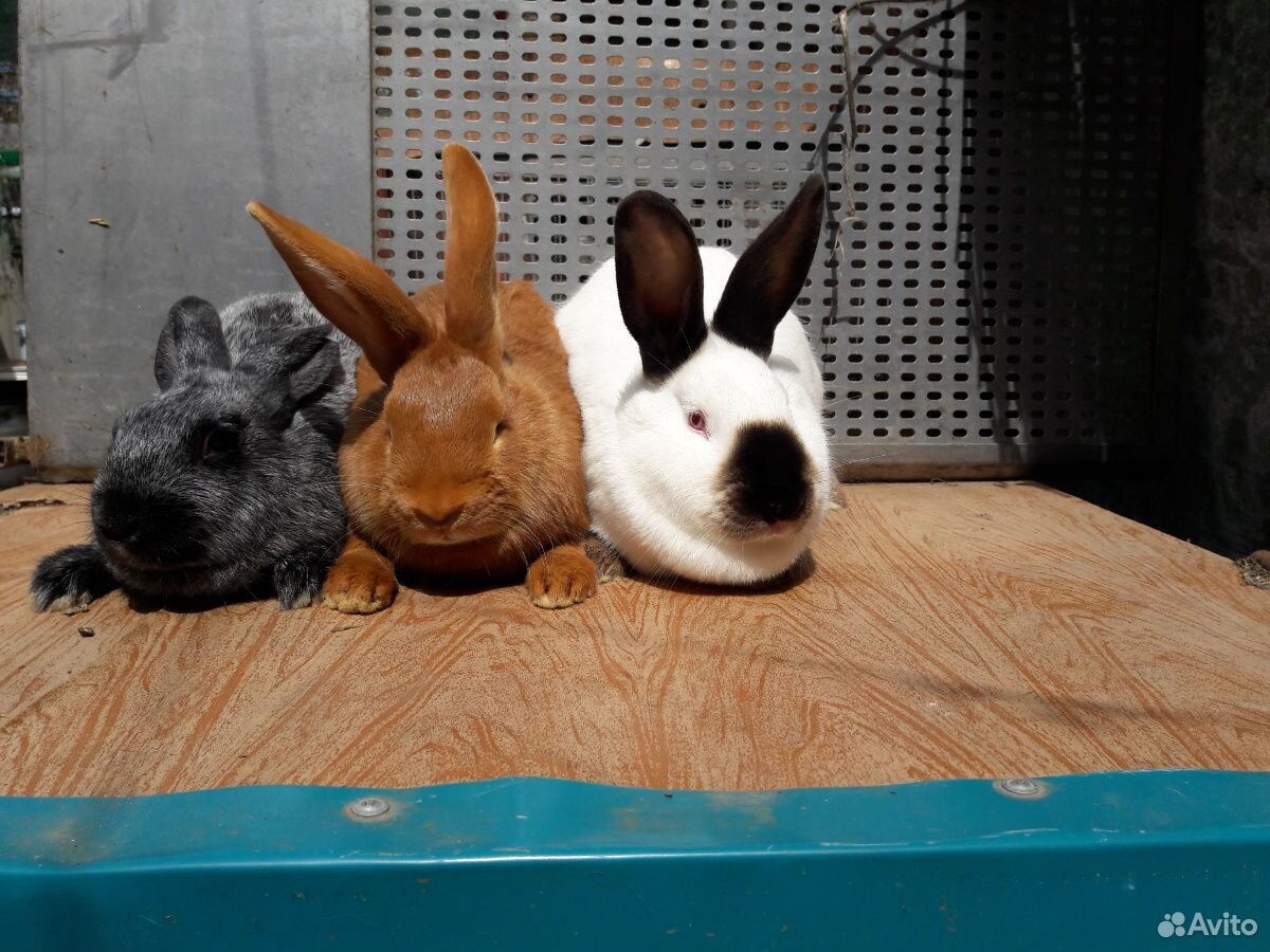 Бургундские кролики купить на Зозу.ру - фотография № 2
