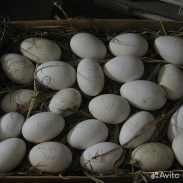 Яйца гусиные купить на Зозу.ру - фотография № 3