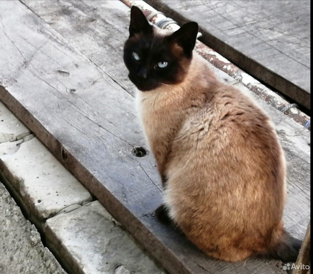 Пропала любимая кошка. Если увидите, сообщите, пож купить на Зозу.ру - фотография № 1