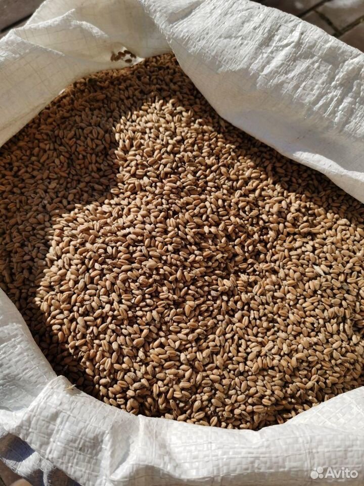 Пшеница, кукуруза в розницу купить на Зозу.ру - фотография № 1