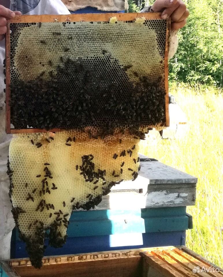 Пчелиные семьи Карпатка купить на Зозу.ру - фотография № 1
