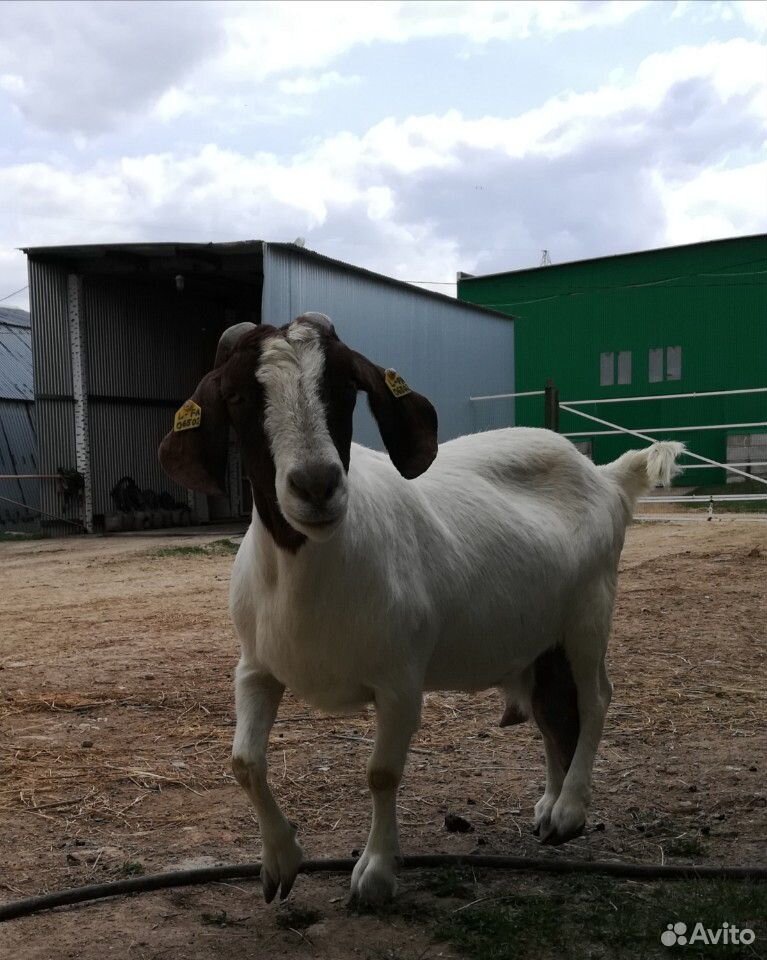 Бурские(Boer goat) козёл и коза купить на Зозу.ру - фотография № 4
