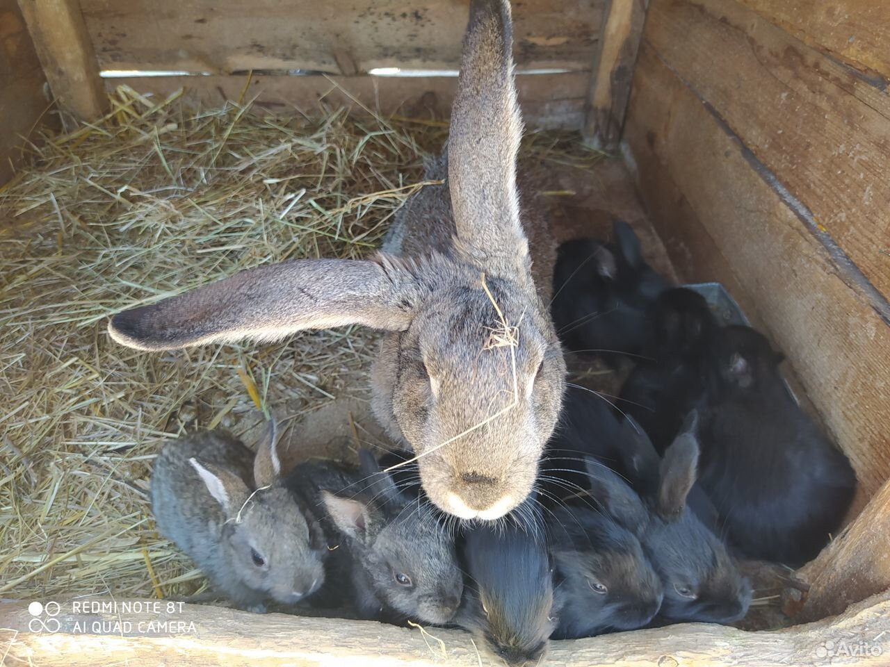 Крольчата почти 2 месяца купить на Зозу.ру - фотография № 4