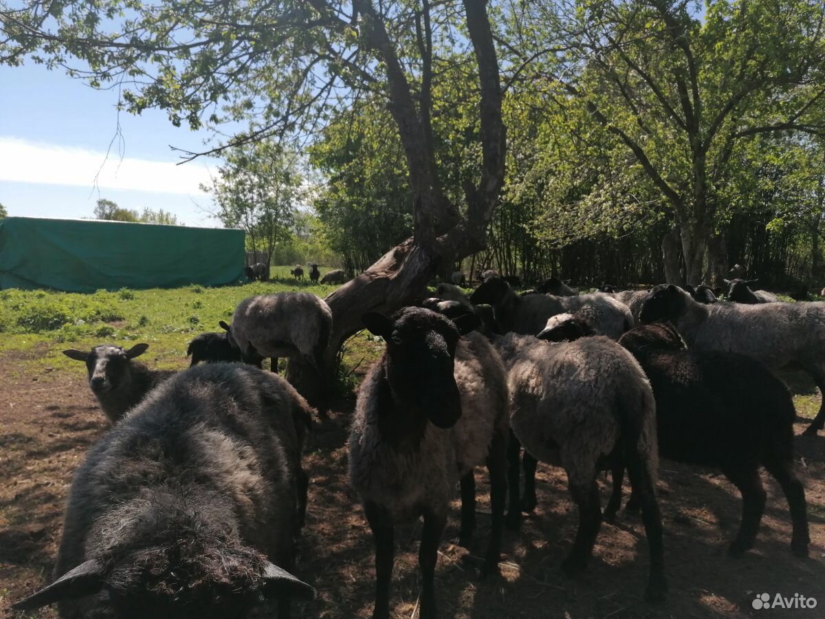 Продаю овец, баранов на Курбан купить на Зозу.ру - фотография № 1