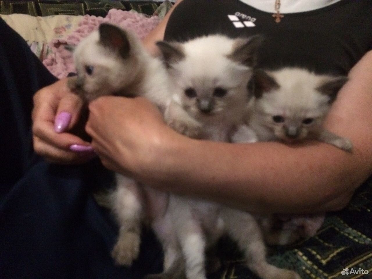 Тайские котята купить на Зозу.ру - фотография № 3