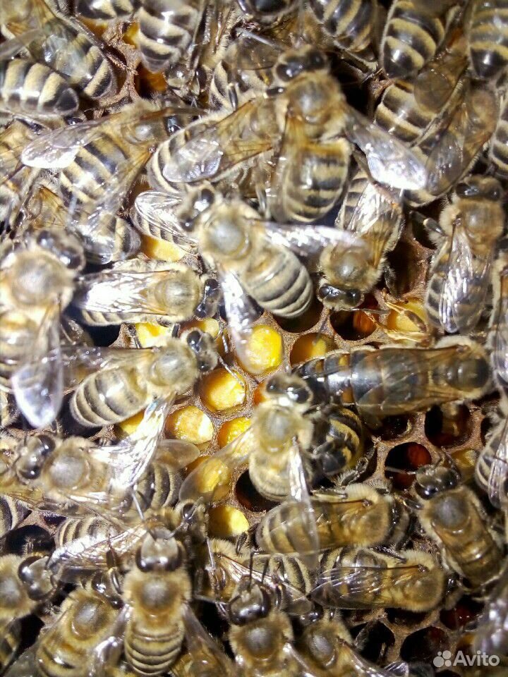 Плодные пчеломатки 2020. Кавказянка купить на Зозу.ру - фотография № 4