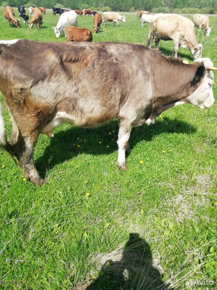 Корова с теленком, или отдельно купить на Зозу.ру - фотография № 1