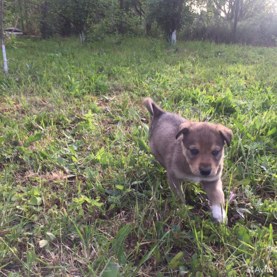Собака щенки хаски купить на Зозу.ру - фотография № 3