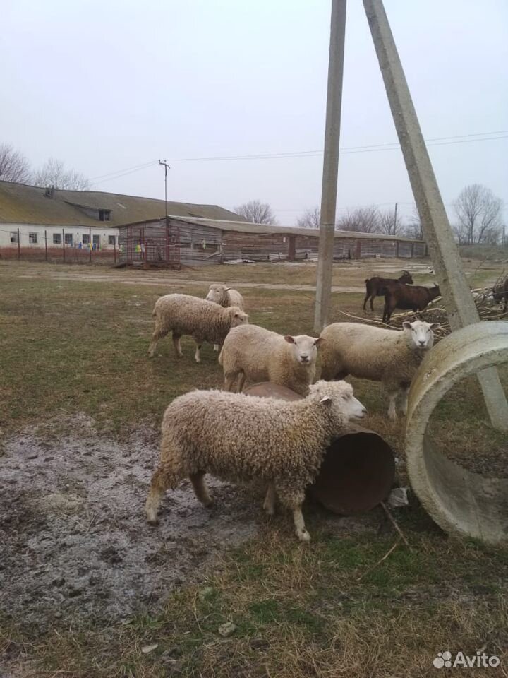 Овцы, козы и козлята на племя купить на Зозу.ру - фотография № 2