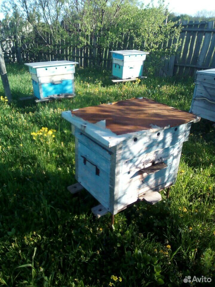 Пчелы на высадку купить на Зозу.ру - фотография № 3
