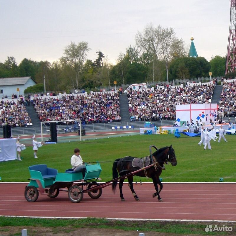 Племенная лошадь купить на Зозу.ру - фотография № 7