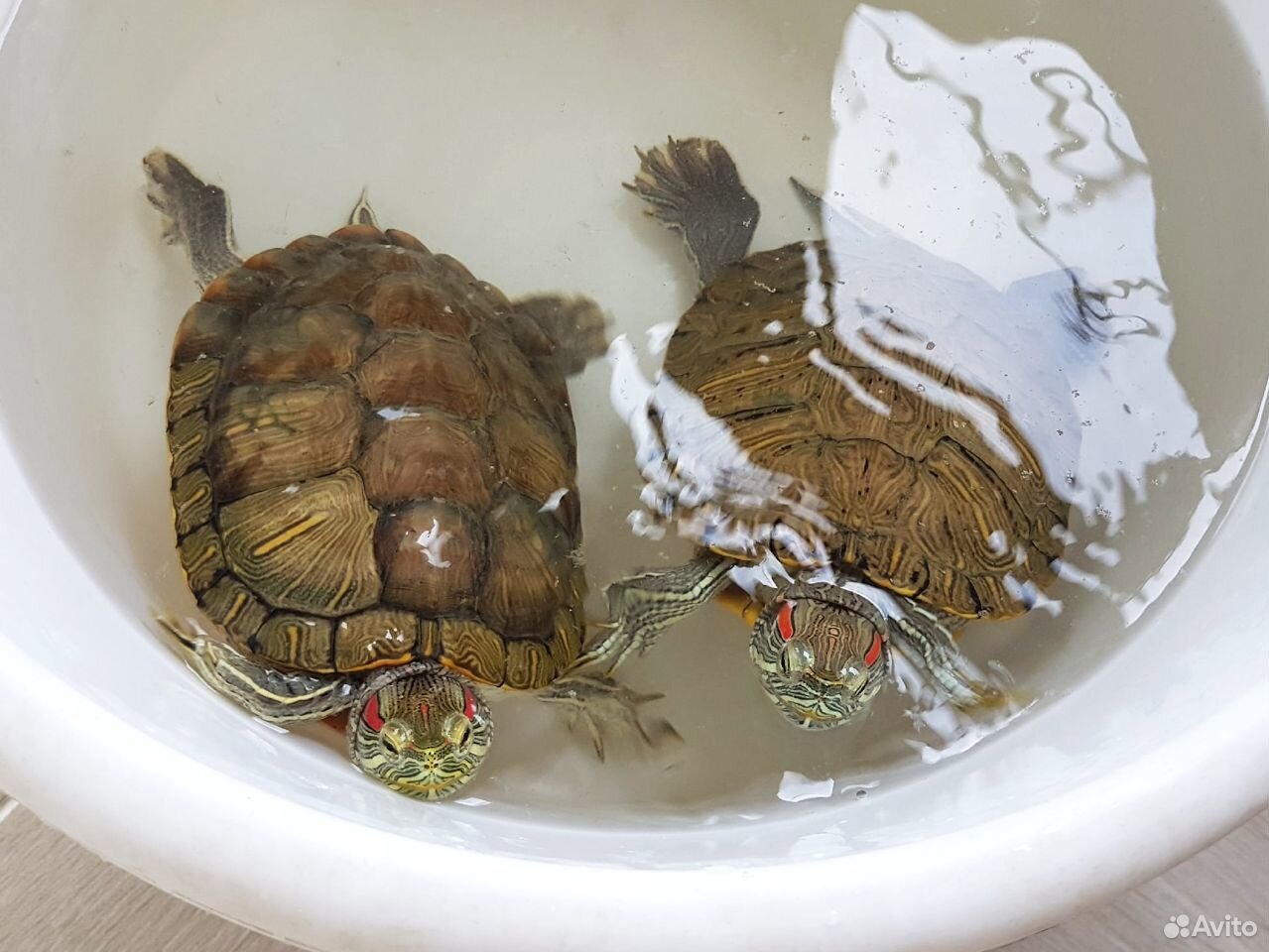 Черепахи купить на Зозу.ру - фотография № 1