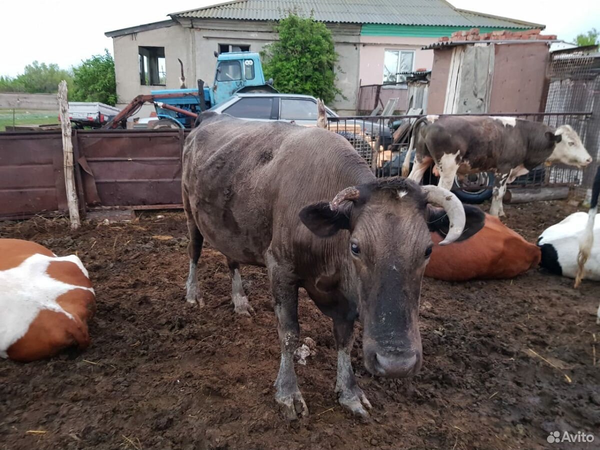 Телята, телки и коровы купить на Зозу.ру - фотография № 8