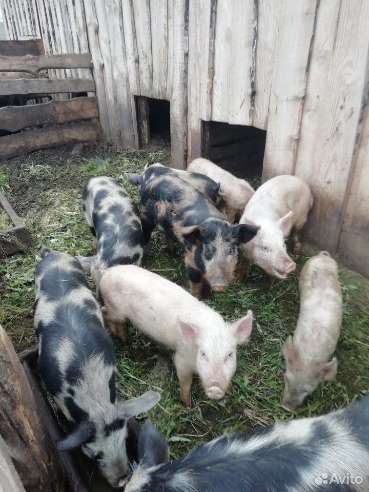Свиньи на доращевание купить на Зозу.ру - фотография № 2