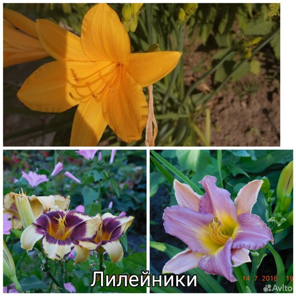Цветы многолетние купить на Зозу.ру - фотография № 6