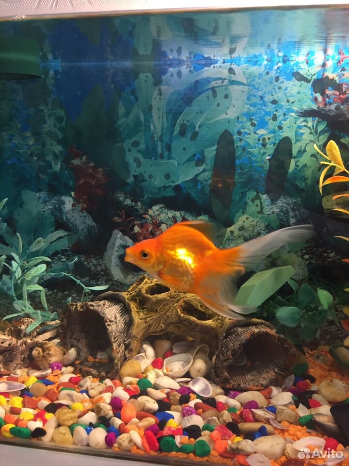 Продам 2 золотые рыбки с аквариумом купить на Зозу.ру - фотография № 5