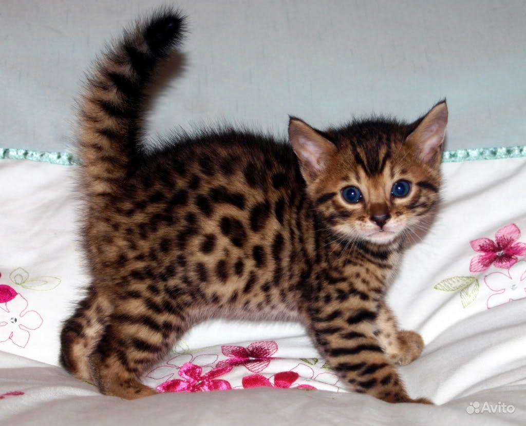 Кошки купить тверь. Кошка породы бенгал. Бенгальская кошка котенок. Котята бенгальской породы. Сибирский бенгал.