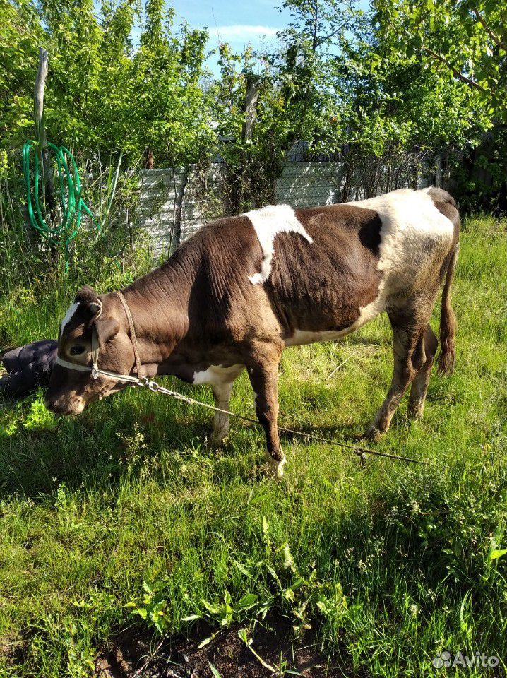 Корова купить на Зозу.ру - фотография № 3