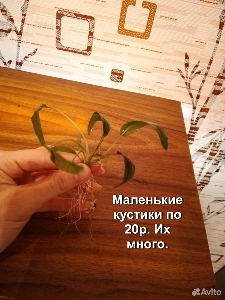 Растения и сомы водорослееды купить на Зозу.ру - фотография № 4