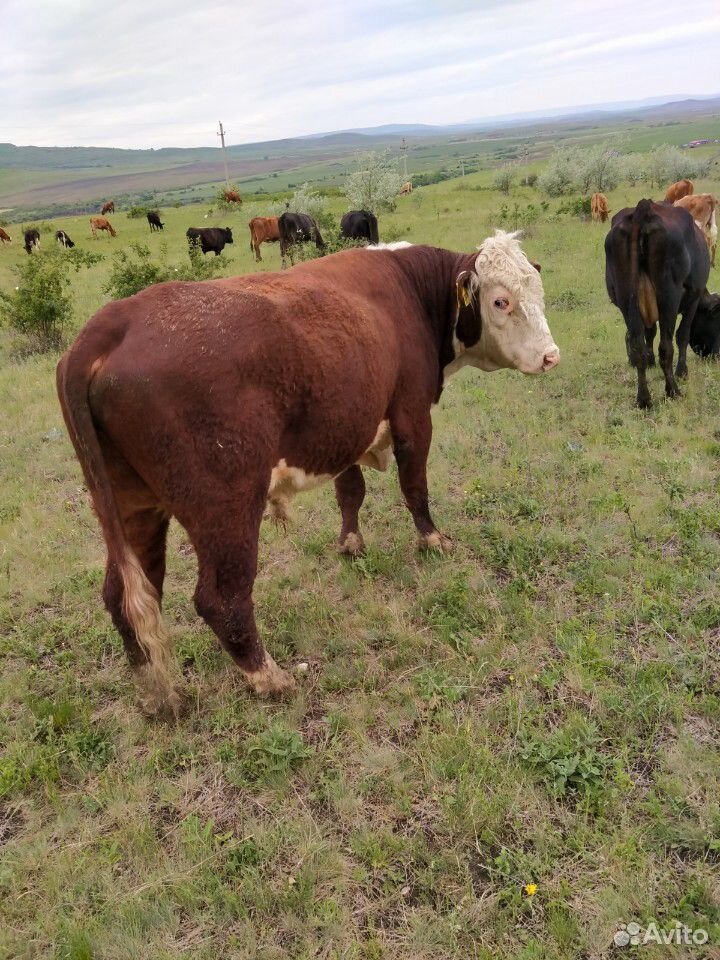 Коровы и бык герефорд купить на Зозу.ру - фотография № 4