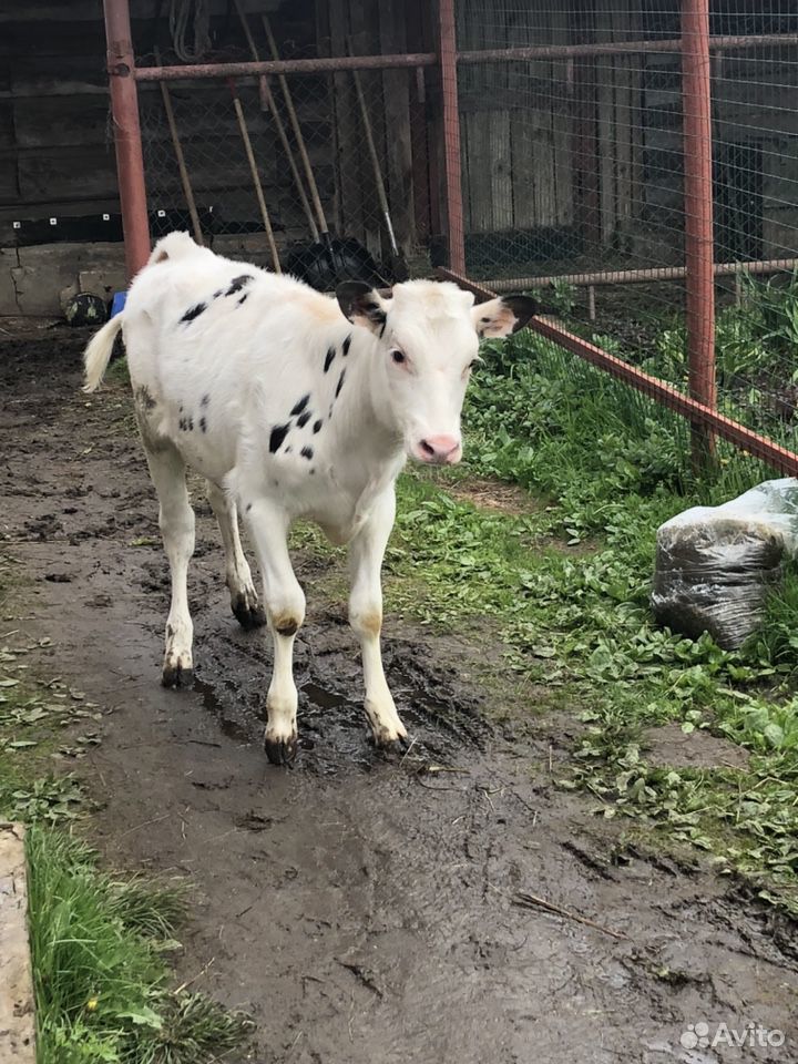 Продаётся тёлочка, 4 месяца от молочной коровы, по купить на Зозу.ру - фотография № 1