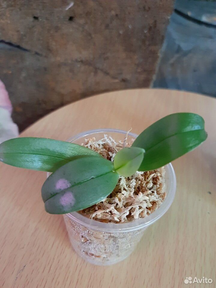Орхидея. гигантея купить на Зозу.ру - фотография № 3