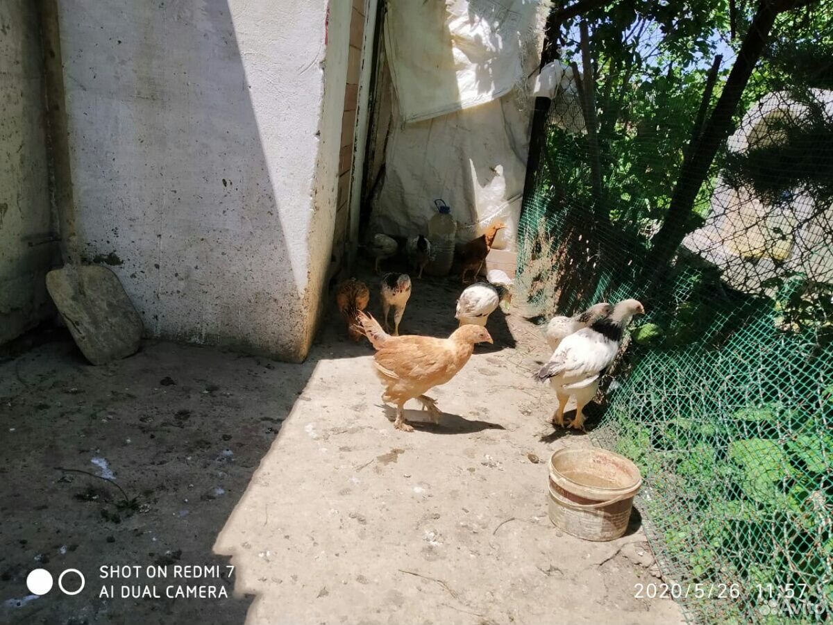 Цыплята на продажу купить на Зозу.ру - фотография № 3