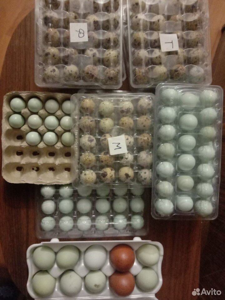 Инкубационное яйцо купить на Зозу.ру - фотография № 7