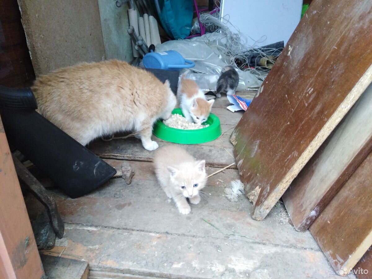 Котята от кошки крысаловки в добрые руки купить на Зозу.ру - фотография № 2