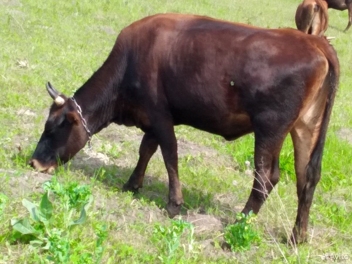 Корова,бык купить на Зозу.ру - фотография № 3